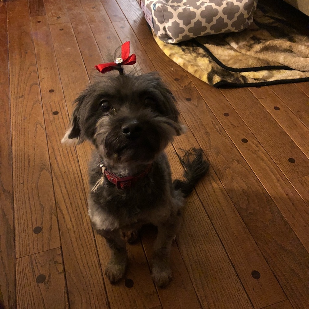 Meet your Posher, Sheba